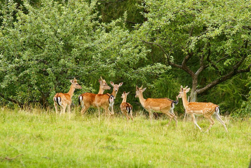 Vila Tourist Farm Arbajter Resnik Exteriér fotografie