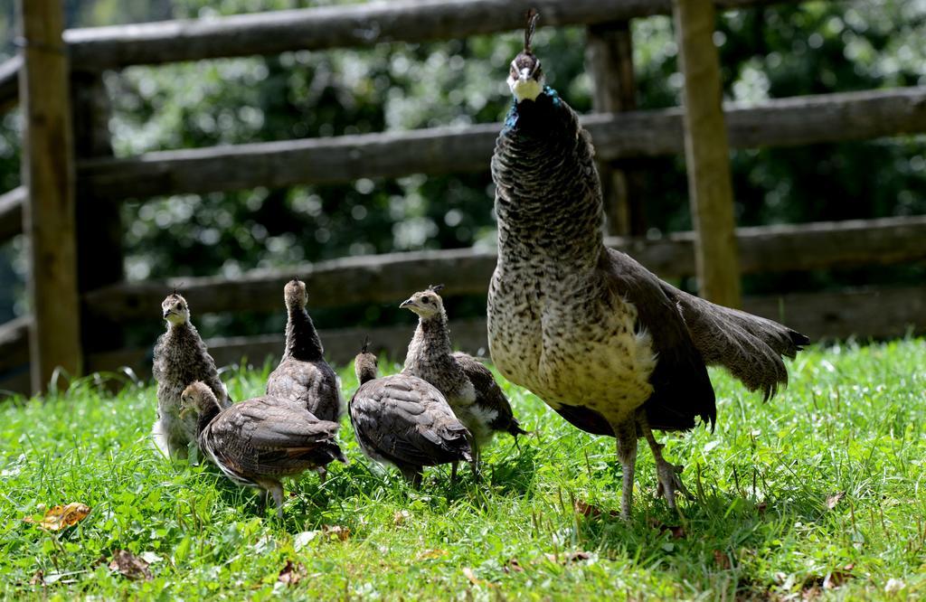 Vila Tourist Farm Arbajter Resnik Exteriér fotografie