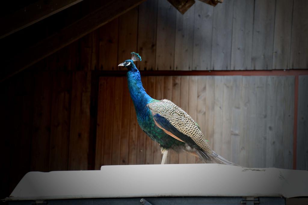 Vila Tourist Farm Arbajter Resnik Exteriér fotografie