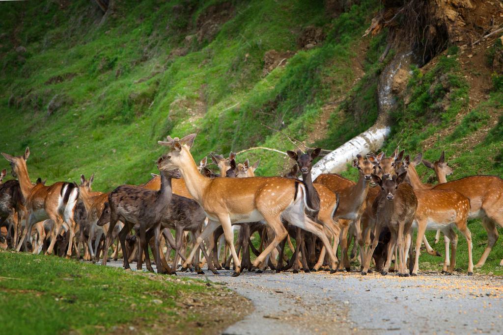 Vila Tourist Farm Arbajter Resnik Exteriér fotografie